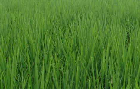 水稻苗期管理技术（水稻苗期管理技术规范）