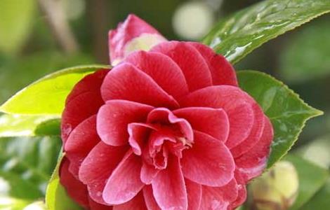 茶花繁殖技术 茶花繁殖技术有哪些