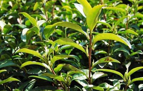 白茶的种植技术