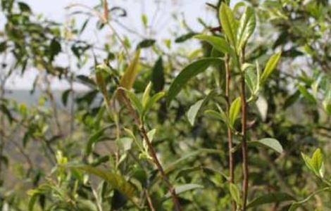 白茶的种植技术