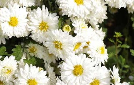 贡菊优质丰产栽培技术与加工方法（贡菊种植技术与栽培管理）