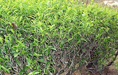 贵州山区茶树栽培技术（贵州茶树生长条件）