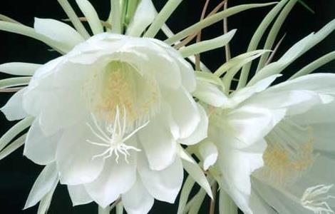 昙花的药用价值