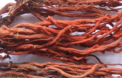 丹参的食用功效（丹参的功效与作用及食用）