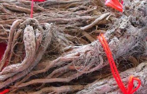 丹参的功效与副作用 丹参的功效与副作用三九药品通