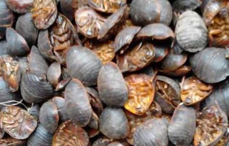 土元的药用价值 土元的药效