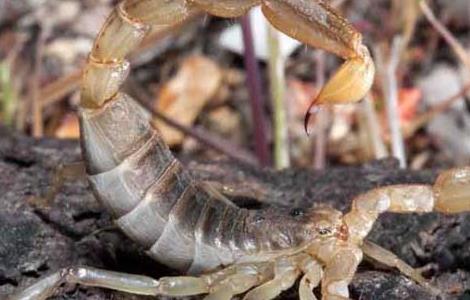 蝎子的功效与作用及禁忌