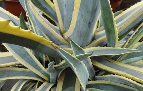 金边龙舌兰的功效与作用 金边龙舌兰的功效与作用图片 植物