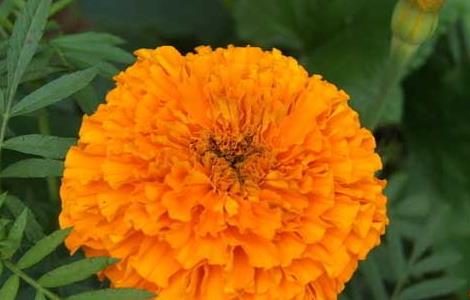 万寿菊的功效与作用(万寿菊的功效与作用全球最大供货商)