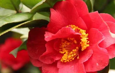 山茶花的功效和作用(白色山茶花的功效和作用)