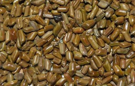 决明子茶的功效与作用 决明子的功效与作用