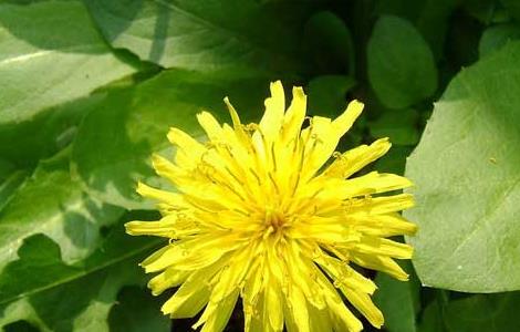蒲公英的药用价值 蒲公英蒲公英的药用价值