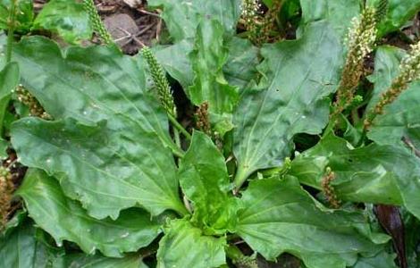 车前草能治前列腺吗 车前草能治前列腺炎吗