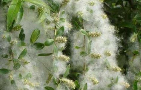 柳絮有什么作用 柳絮的作用