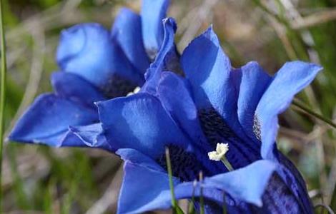 龙胆花的功效与作用（十味龙胆花的功效与作用）