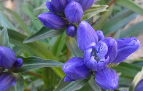 龙胆草有什么副作用（龙胆草有什么副作用吗）