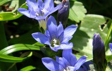 龙胆泻肝丸的功效与作用（龙胆泻肝丸的功效与作用禁忌）