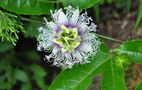 罗汉果花的功效与作用（罗汉果花的功效与作用及禁忌）