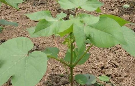 棉花种植时间是什么时候 种植棉花是什么时间种植的