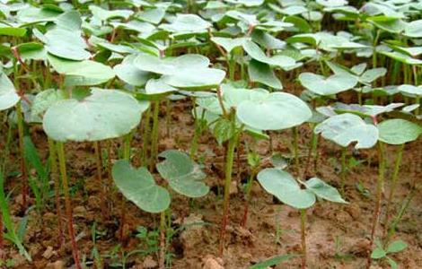 棉花种植时间