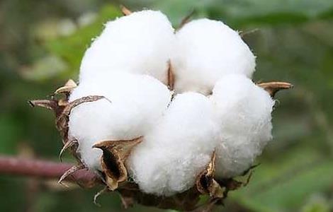 棉花的用途有哪些 棉花的用途有哪些,可以加工成什么?