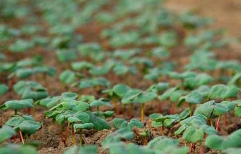 棉花种子育苗技术 棉花种子育苗技术视频