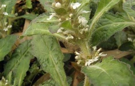 白毛夏枯草的功效与作用 白毛夏枯草的功效与作用及禁忌