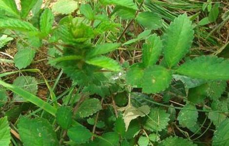 仙鹤草泡水喝的功效 仙鹤草泡水喝的功效视频