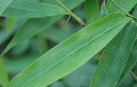 竹叶的功效与作用（竹叶的功效与作用的功能与主治与用量）