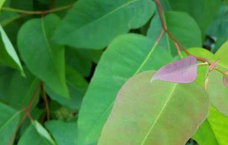 桉树叶的功效与作用（细叶桉树叶的功效与作用）