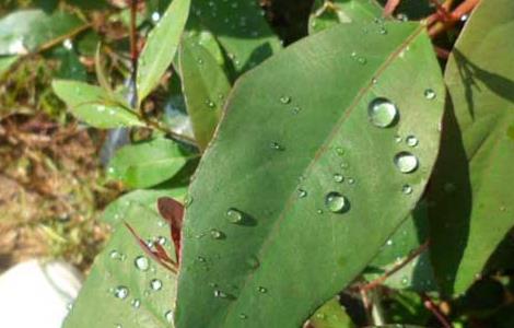 桉树油的功效与作用(德国双心桉树油的功效与作用)