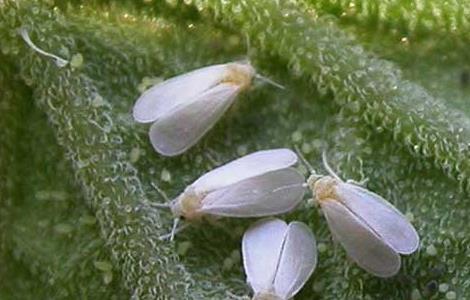 白粉虱的防治方法 白粉虱消灭小窍门