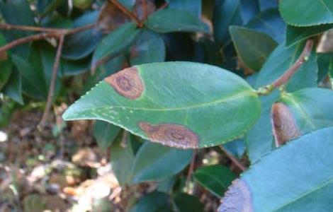 茶轮斑病怎么防治 茶轮斑病图片