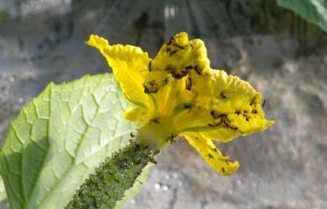 蓟马虫害的防治方法 蓟马虫害的防治方法月季花卷叶黄叶