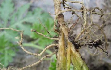 枯萎病的防治方法 枯萎病如何防治