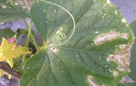 叶枯病的防治方法（叶枯病怎么办）