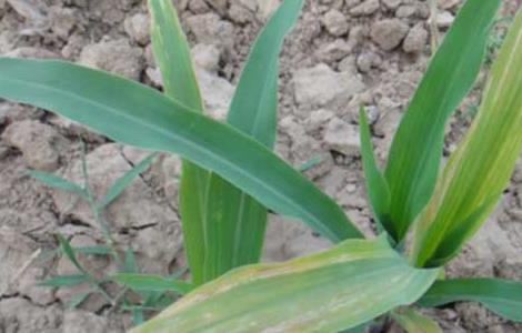 玉米苗枯病的防治方法(玉米苗枯病图片及防治)