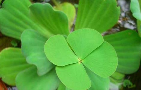 四叶莲的功效与作用 潮汕四叶莲的功效与作用