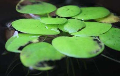 浮萍的功效与作用 浮萍的功效与作用的功能与主治
