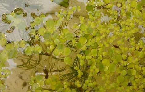 浮萍的功效与作用