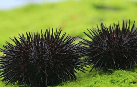 海胆的功效与作用