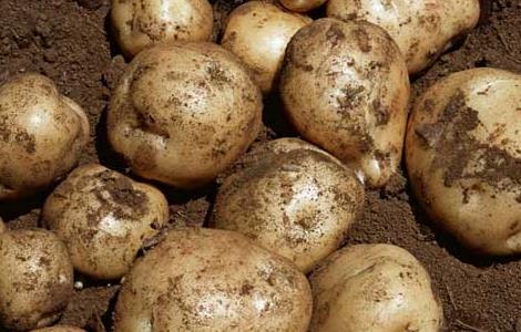 马铃薯发芽能吃吗 冬天马铃薯发芽能吃吗
