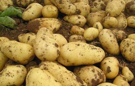 马铃薯是土豆还是红薯 马铃薯是土豆还是红薯吗