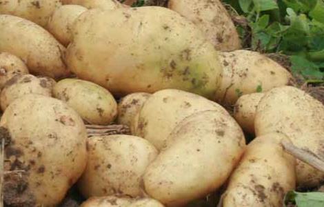 马铃薯产地在哪里（马铃薯的生产地是哪里）