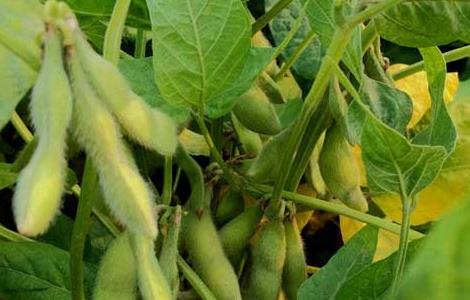 黄豆的生长过程 黄豆的生长过程图