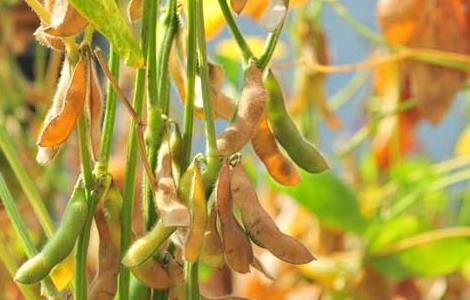 黄豆的种植技术 黄豆的种植技术和病虫防治