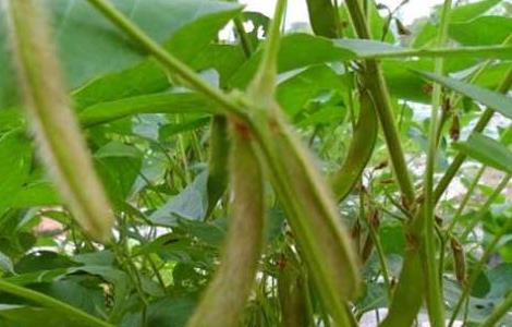 黄豆什么时候播种（早春黄豆什么时候播种）