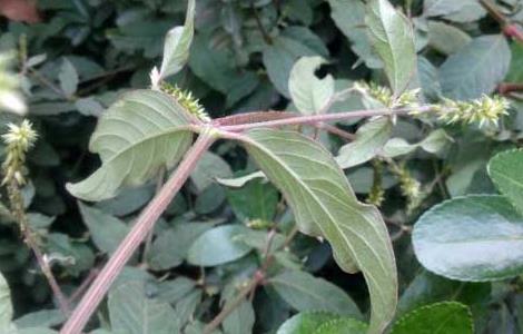 牛膝的种植技术（牛膝的种植技术方法）