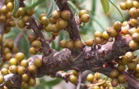 沙棘的种植技术（沙棘 种植）