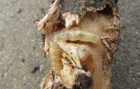 天牛幼虫如何防治 天牛幼虫如何防治视频